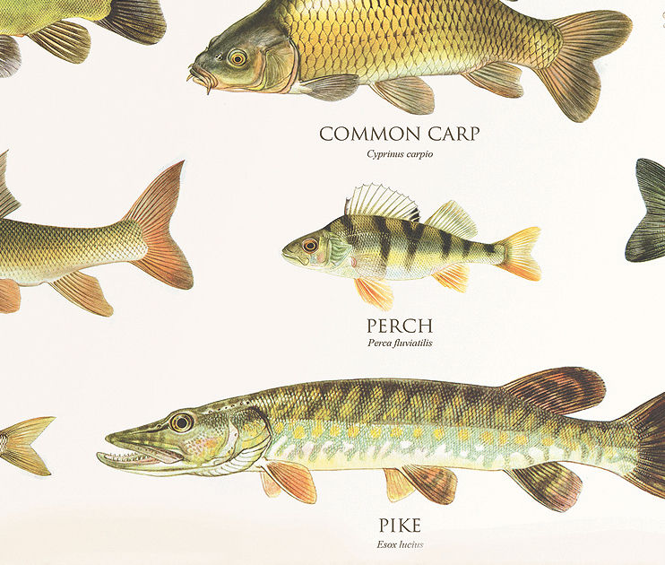 British Coarse Fish - Limited Edition Print | Tony LaddTony Ladd