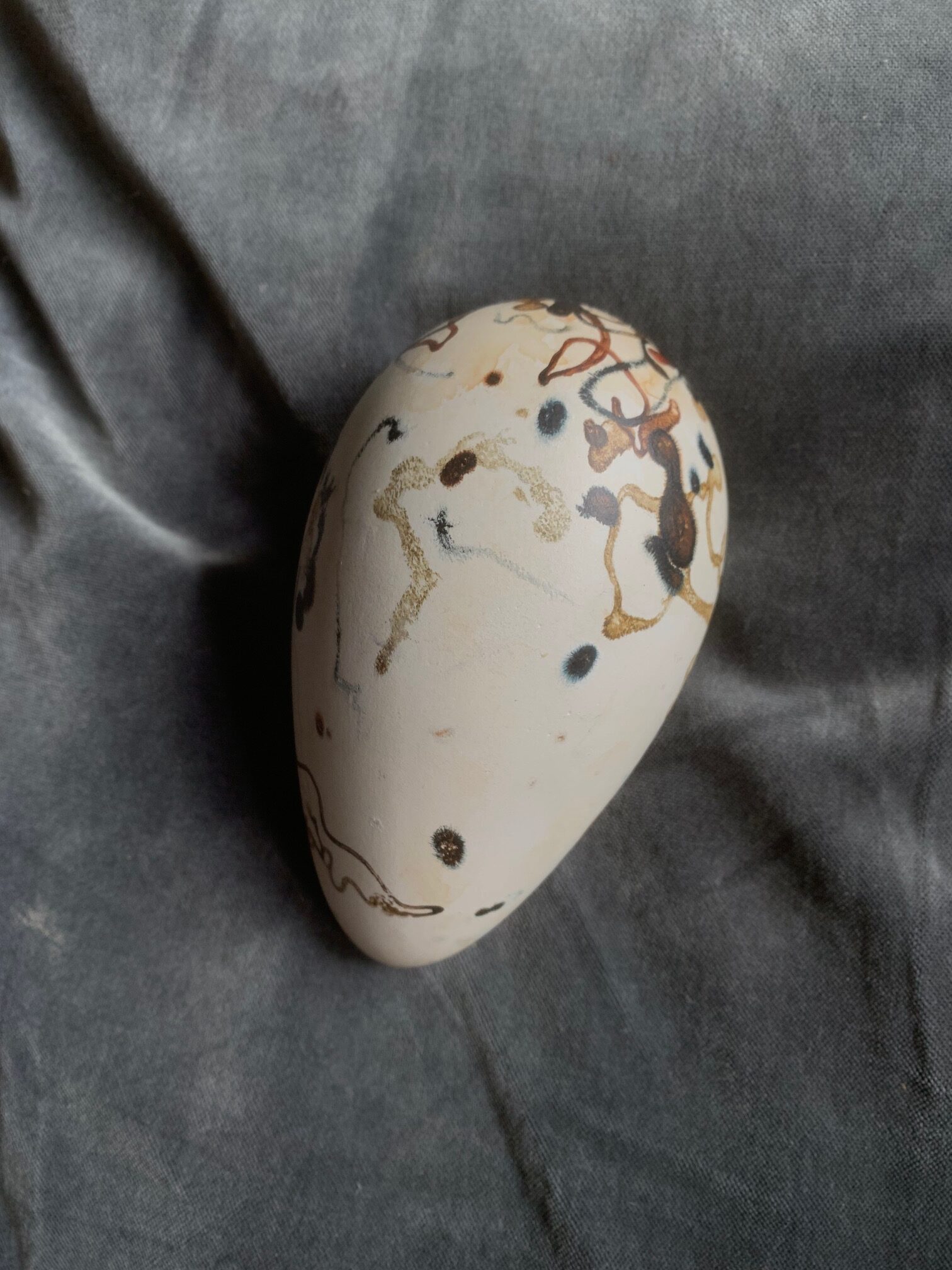 Great Auk Egg (un-cased) - Image 13