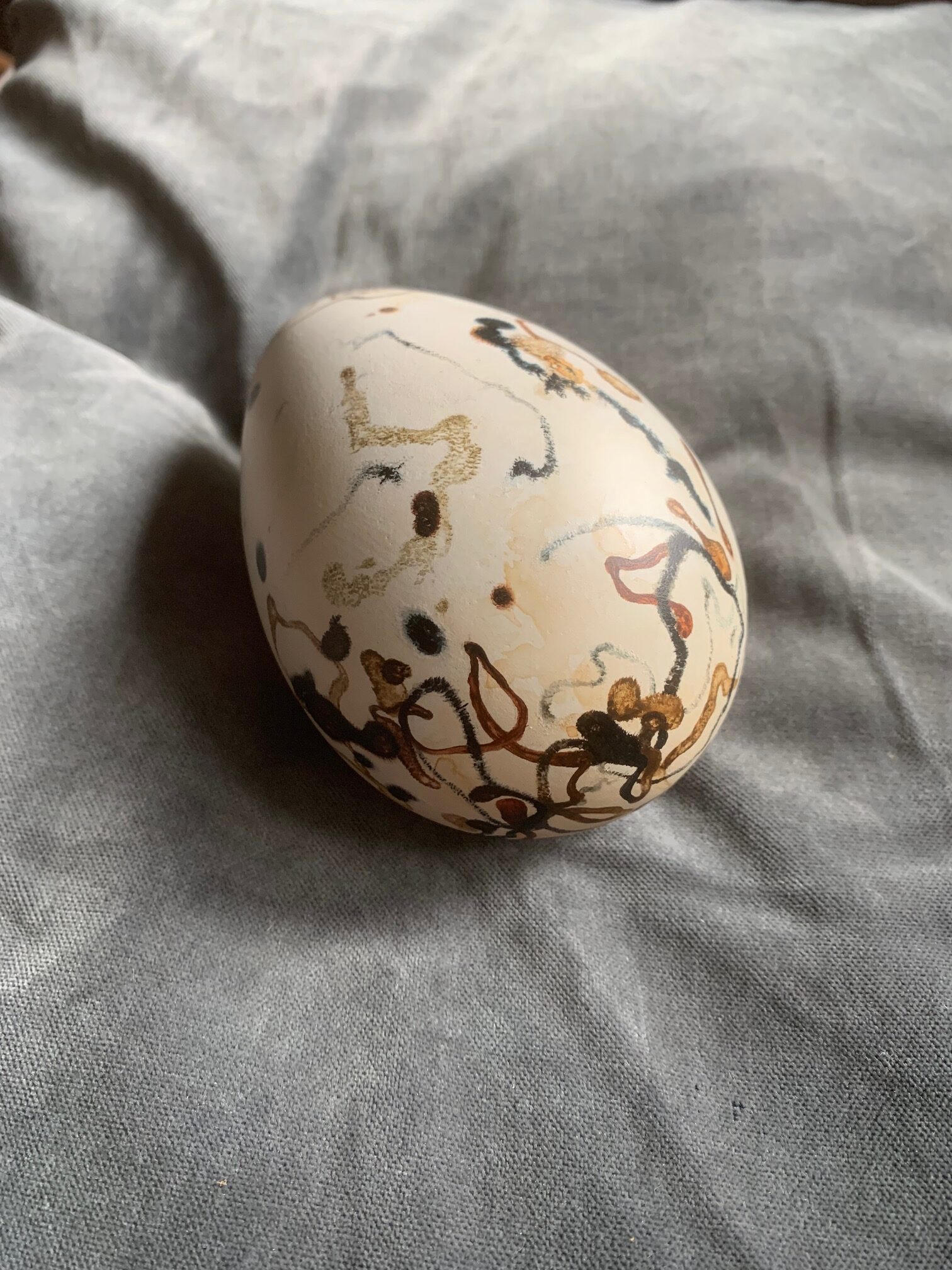 Great Auk Egg (un-cased) - Image 17
