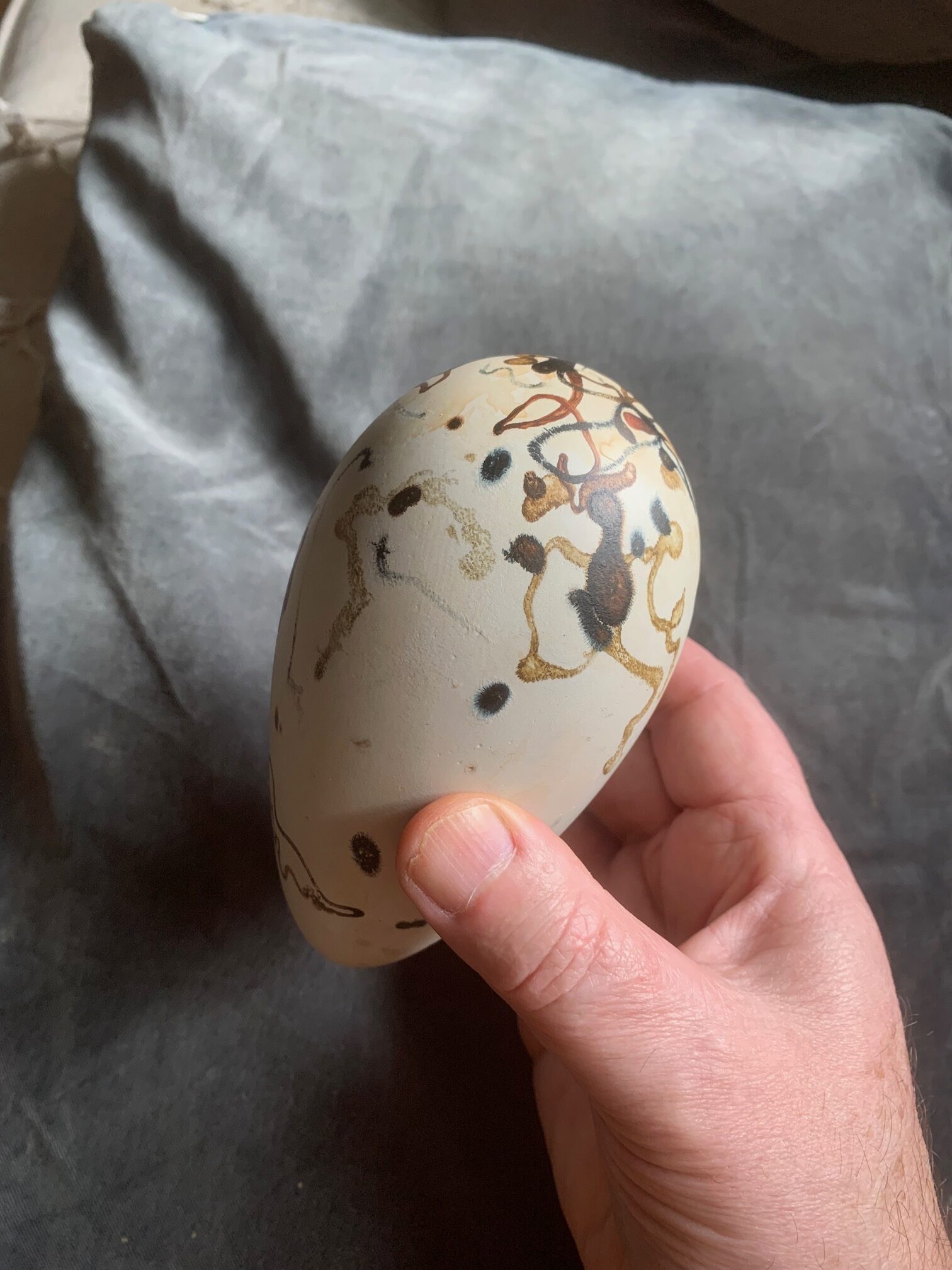 Great Auk Egg (un-cased) - Image 14
