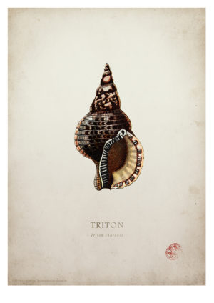 Natural History Specimen Print (Triton)